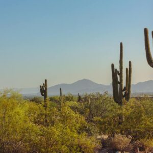 Majestic desert scene in Arizona with tall cacti and distant mountain range under a clear sky.