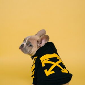 A french bulldog in stylish attire poses.